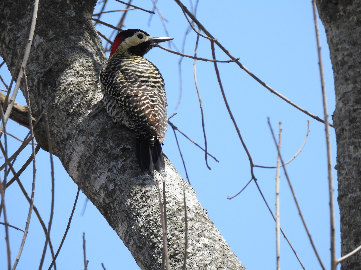 Green-barred Woodpecker - ML497185951