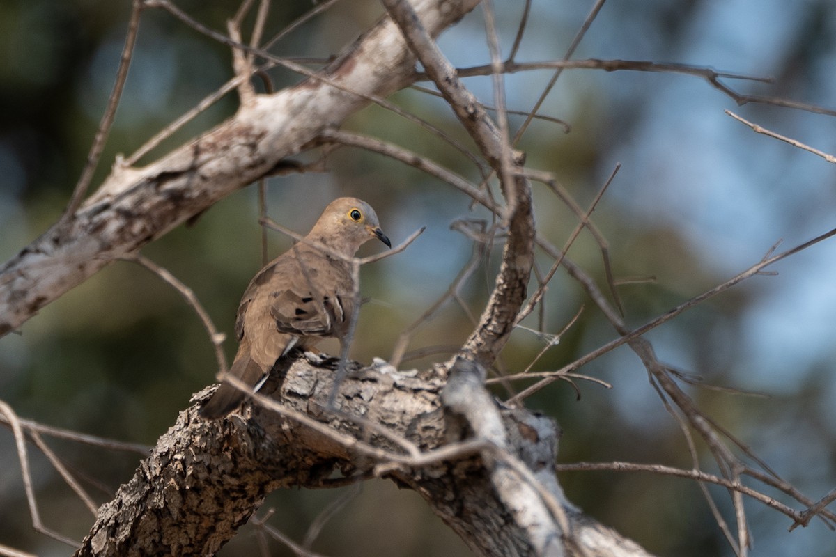 Long-tailed Ground Dove - ML497186381