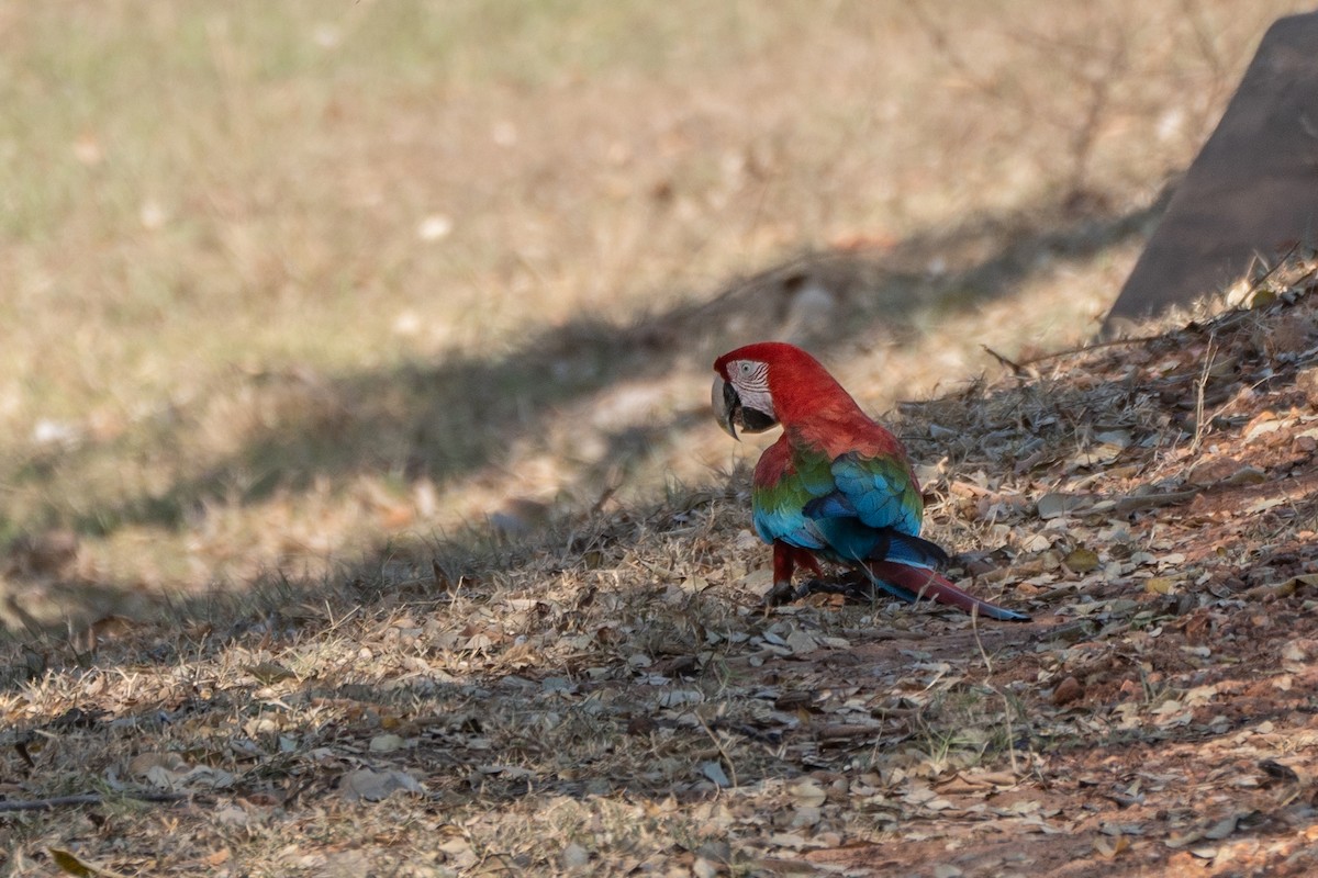 Red-and-green Macaw - ML497187031
