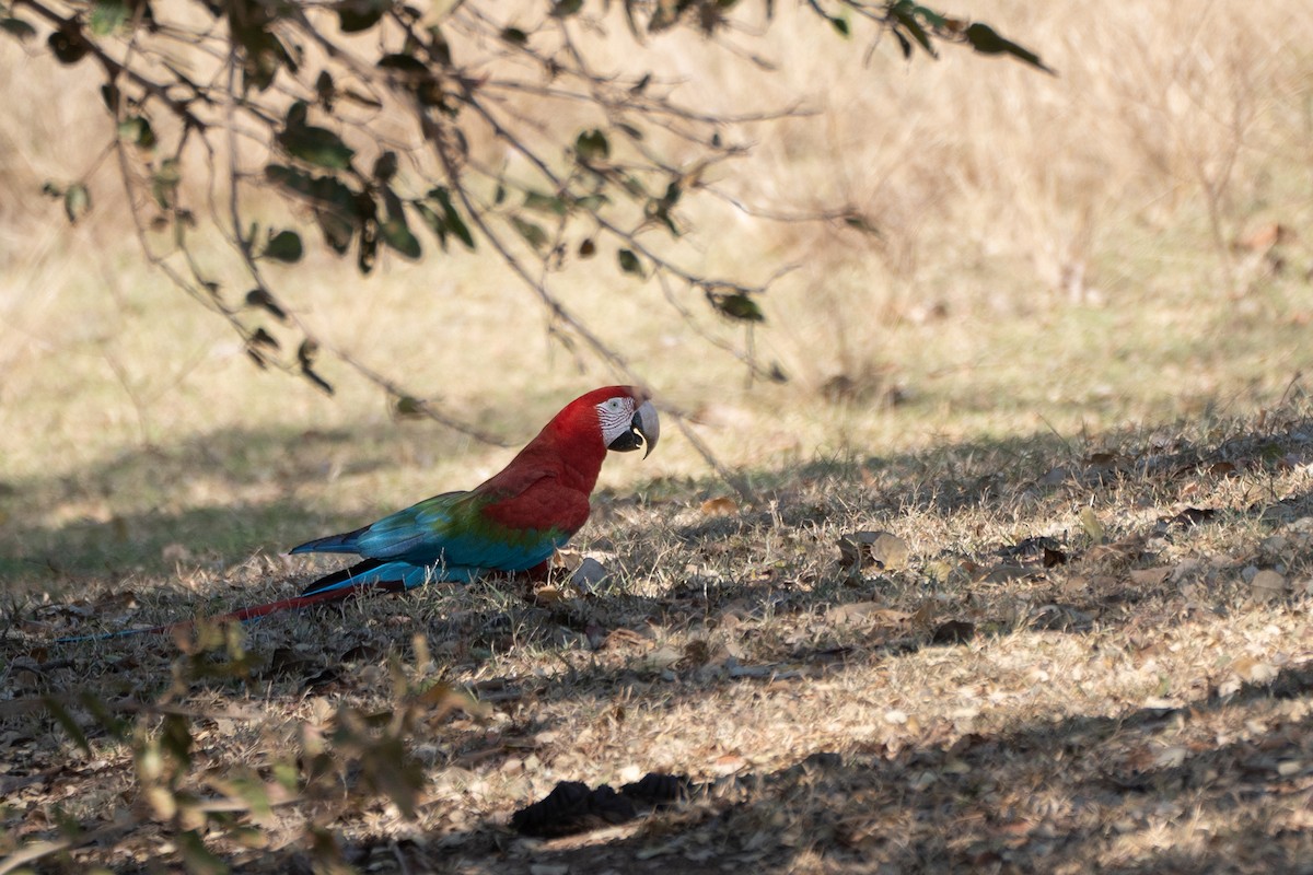 Red-and-green Macaw - ML497187041
