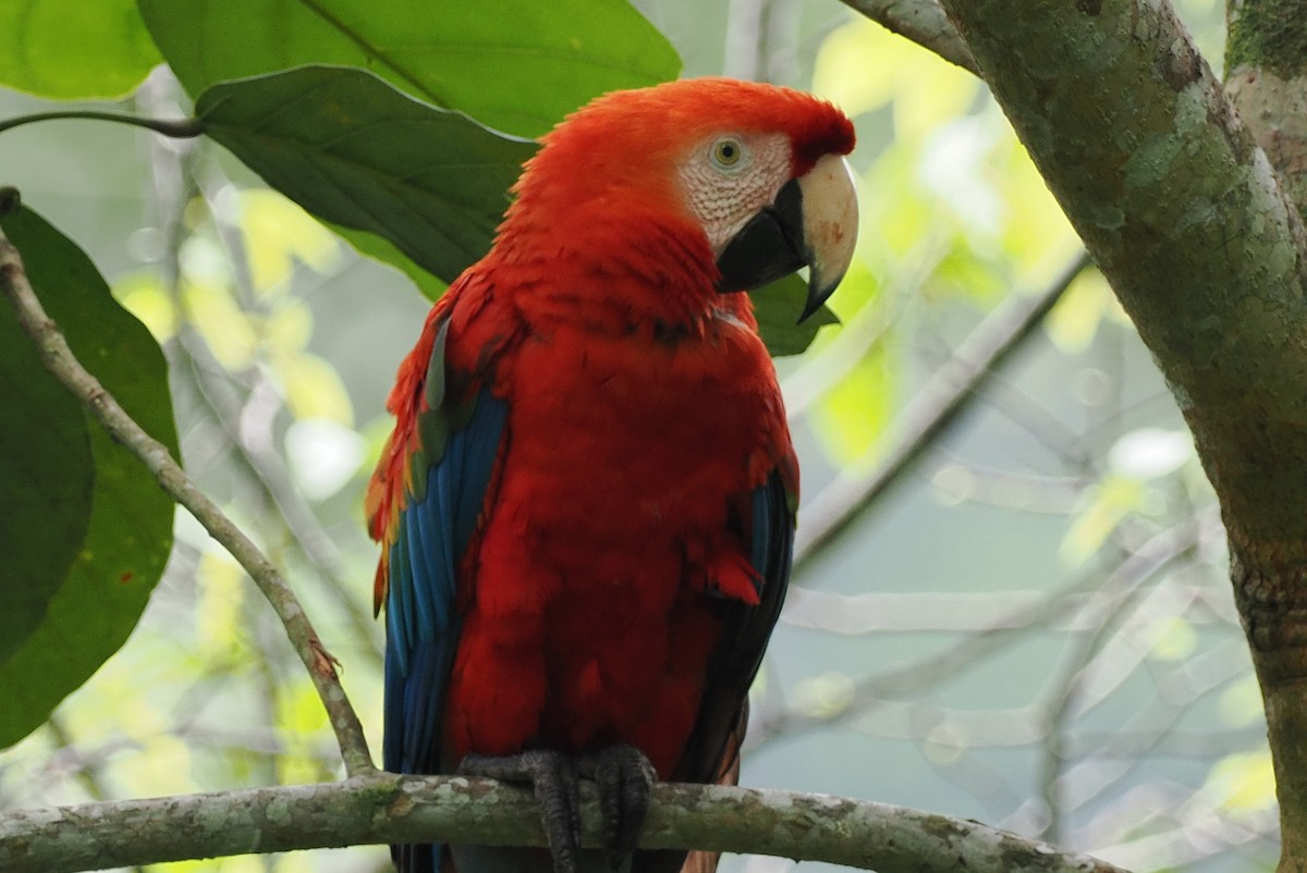 Scarlet Macaw - ML497188191