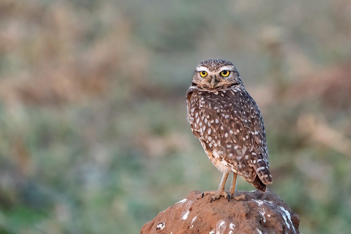 Burrowing Owl - ML497189261