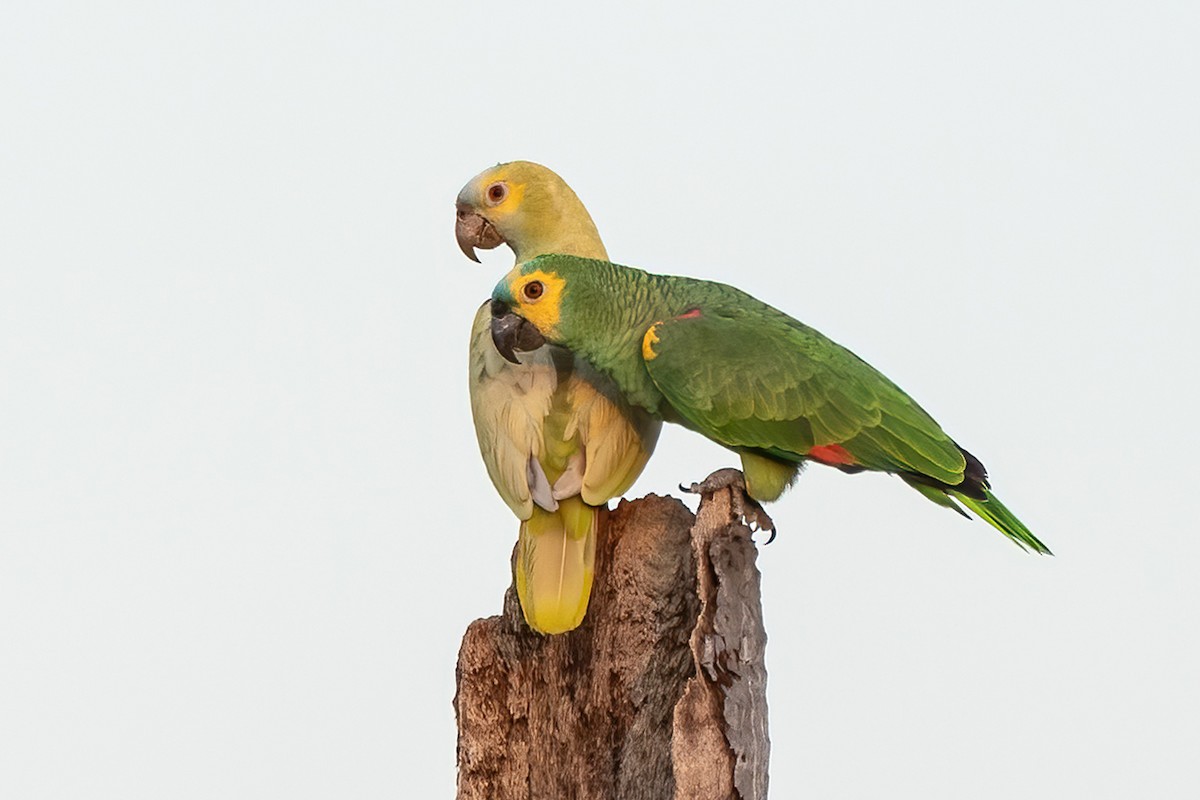 Turquoise-fronted Parrot - ML497189451