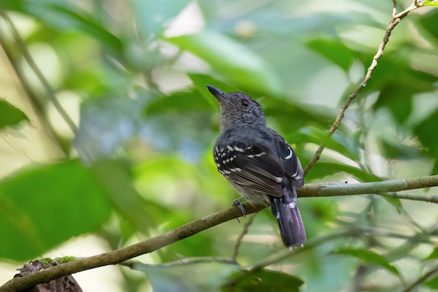 Black-crowned Antshrike