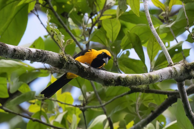 Yellow-backed Oriole