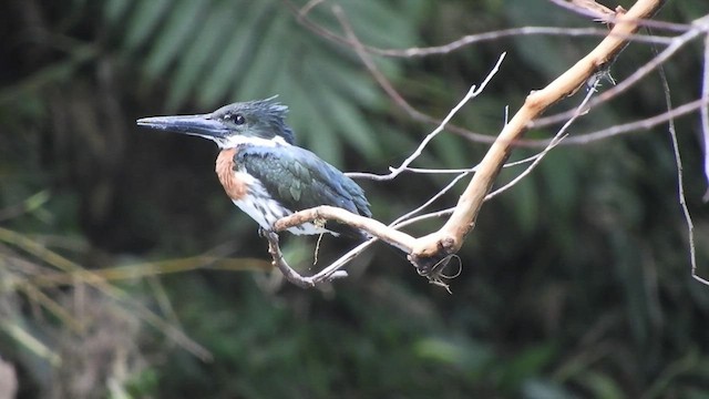 Amazon Kingfisher - ML497193391