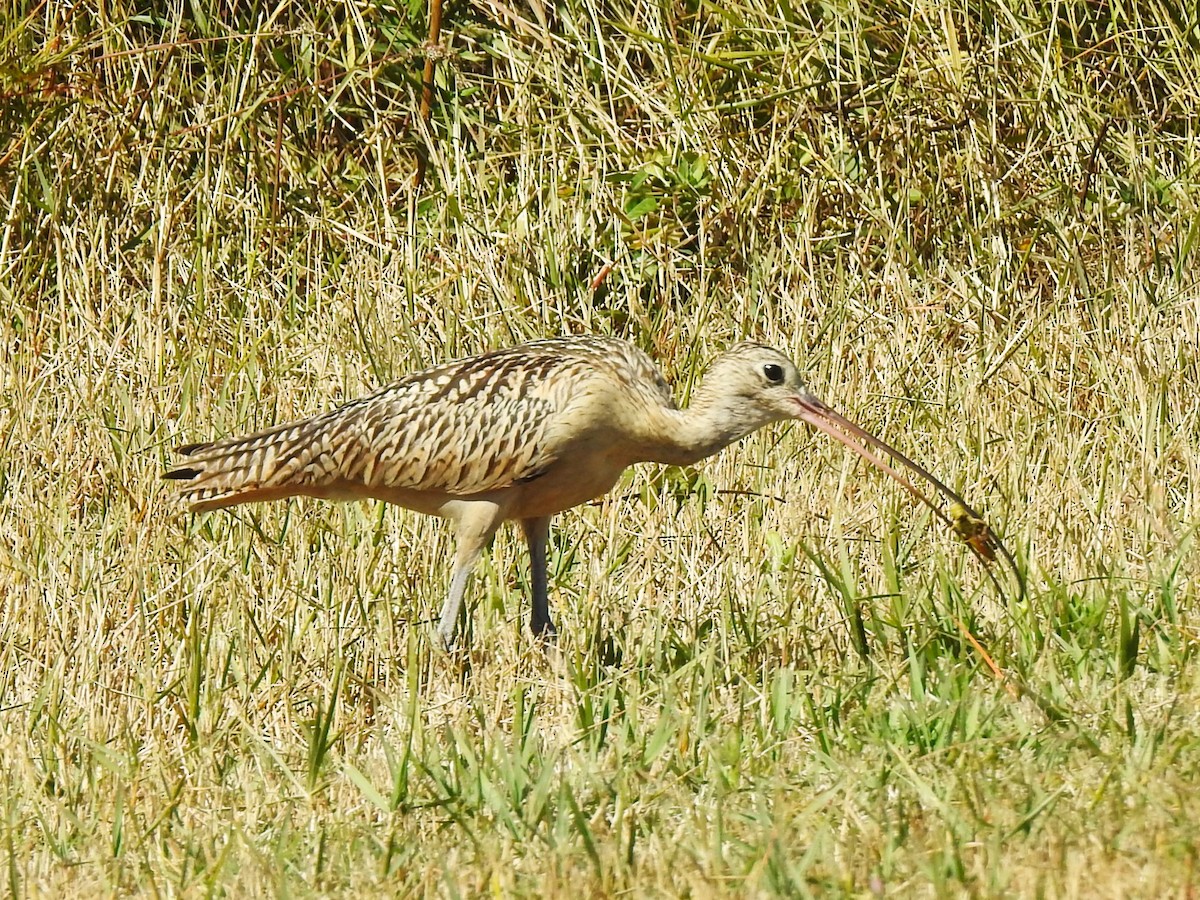 Long-billed Curlew - ML497193931
