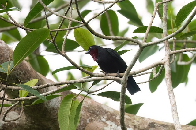 Purple-throated Fruitcrow