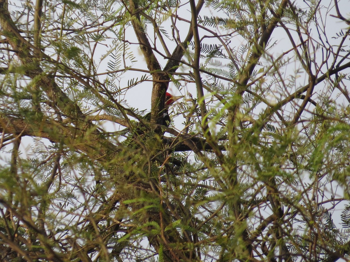 Black-bodied Woodpecker - ML497197771
