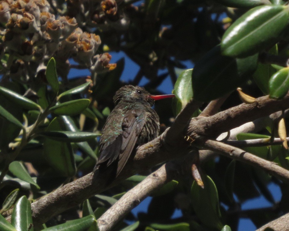 Broad-billed Hummingbird - ML497198281