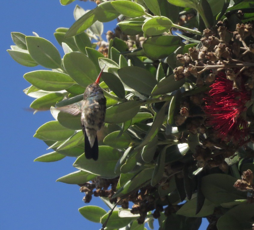Broad-billed Hummingbird - ML497198511