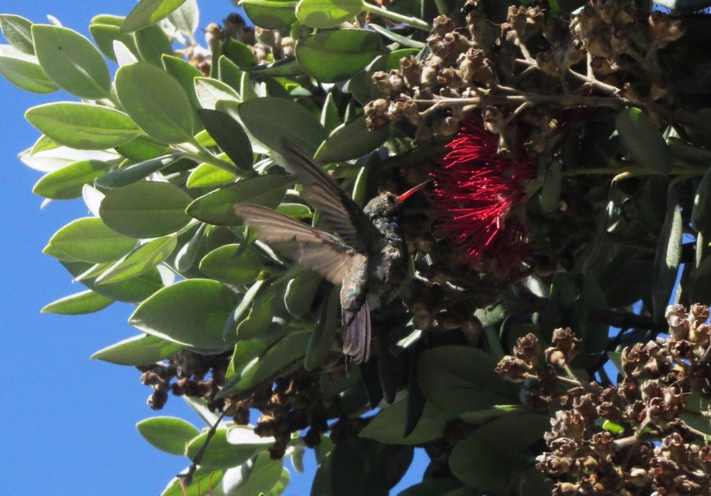 Broad-billed Hummingbird - ML497198541