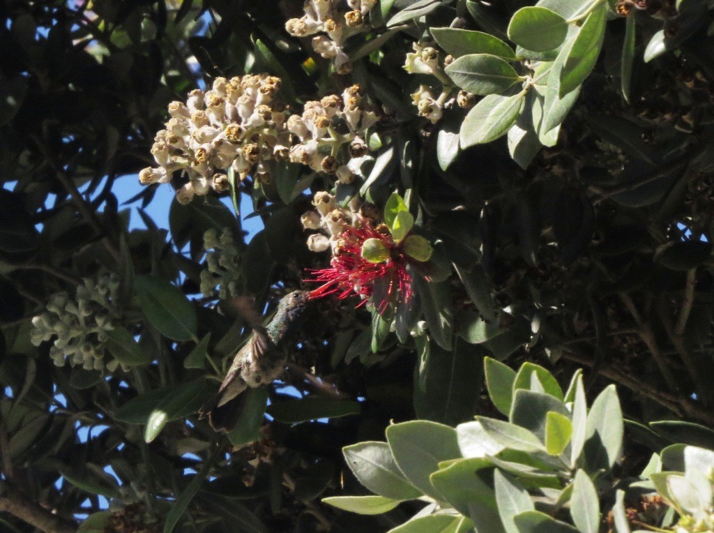 Broad-billed Hummingbird - ML497198551