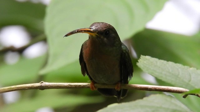 Rufous-breasted Hermit - ML497198771