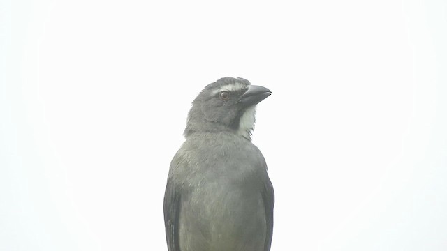 Bluish-gray Saltator - ML497200201