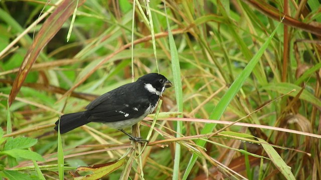 Black-and-white Seedeater - ML497204091
