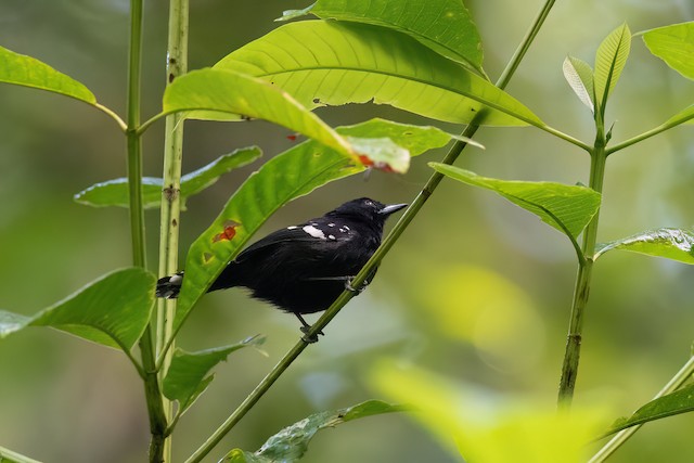 Dot-winged Antwren