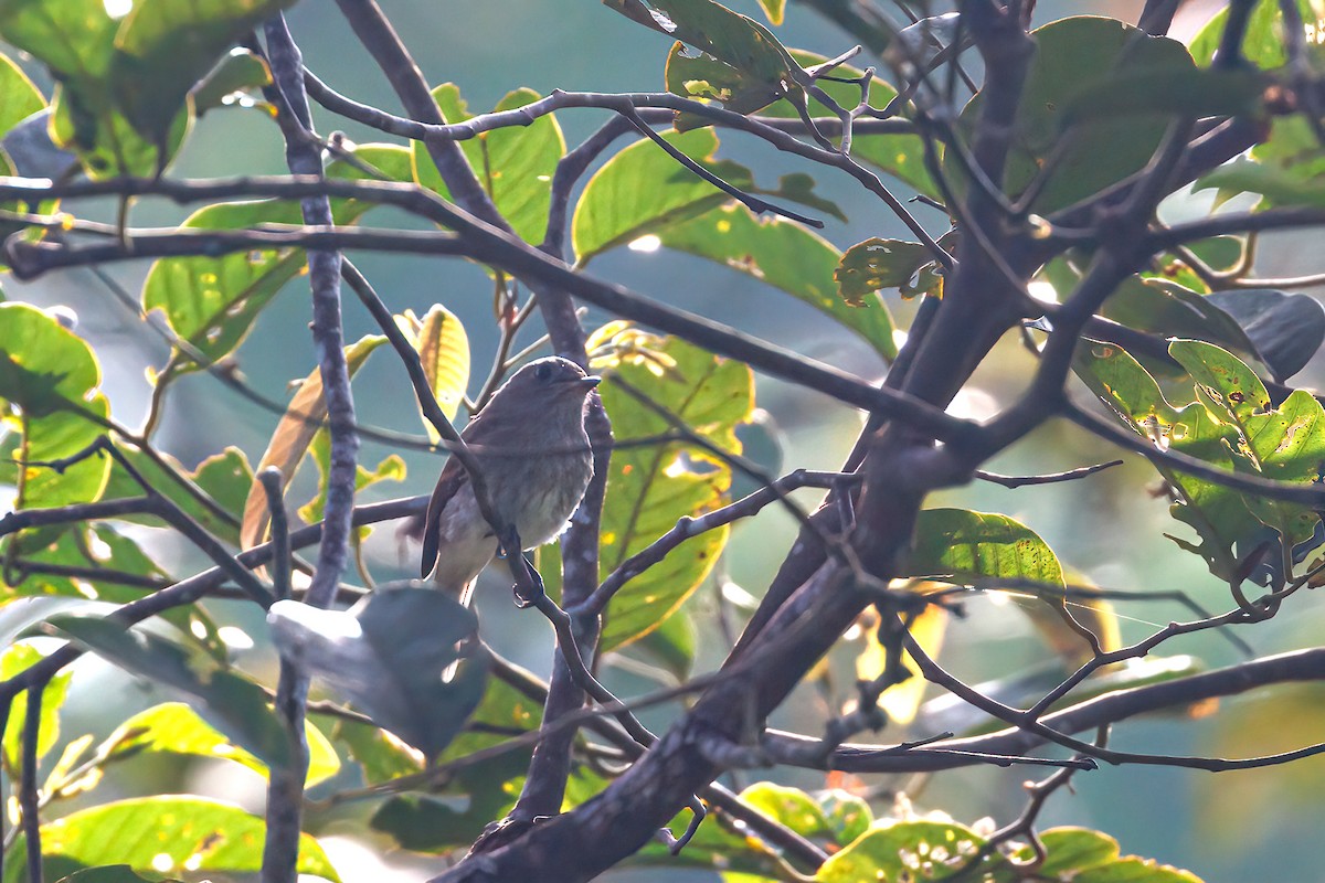 Brown-streaked Flycatcher - liewwk birdtourmalaysia