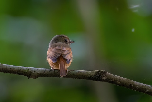 Ruddy-tailed Flycatcher