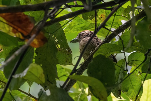 Fasciated Antshrike