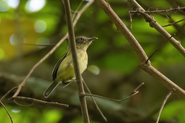 Southern Bentbill