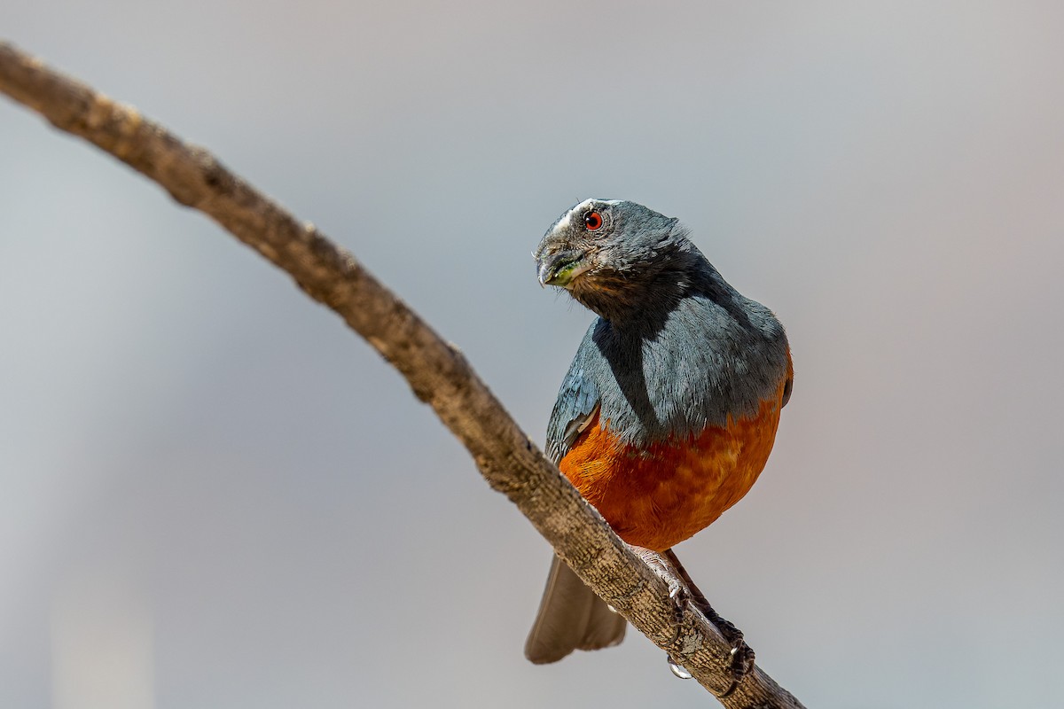 Rufous-bellied Mountain Tanager - ML497211161