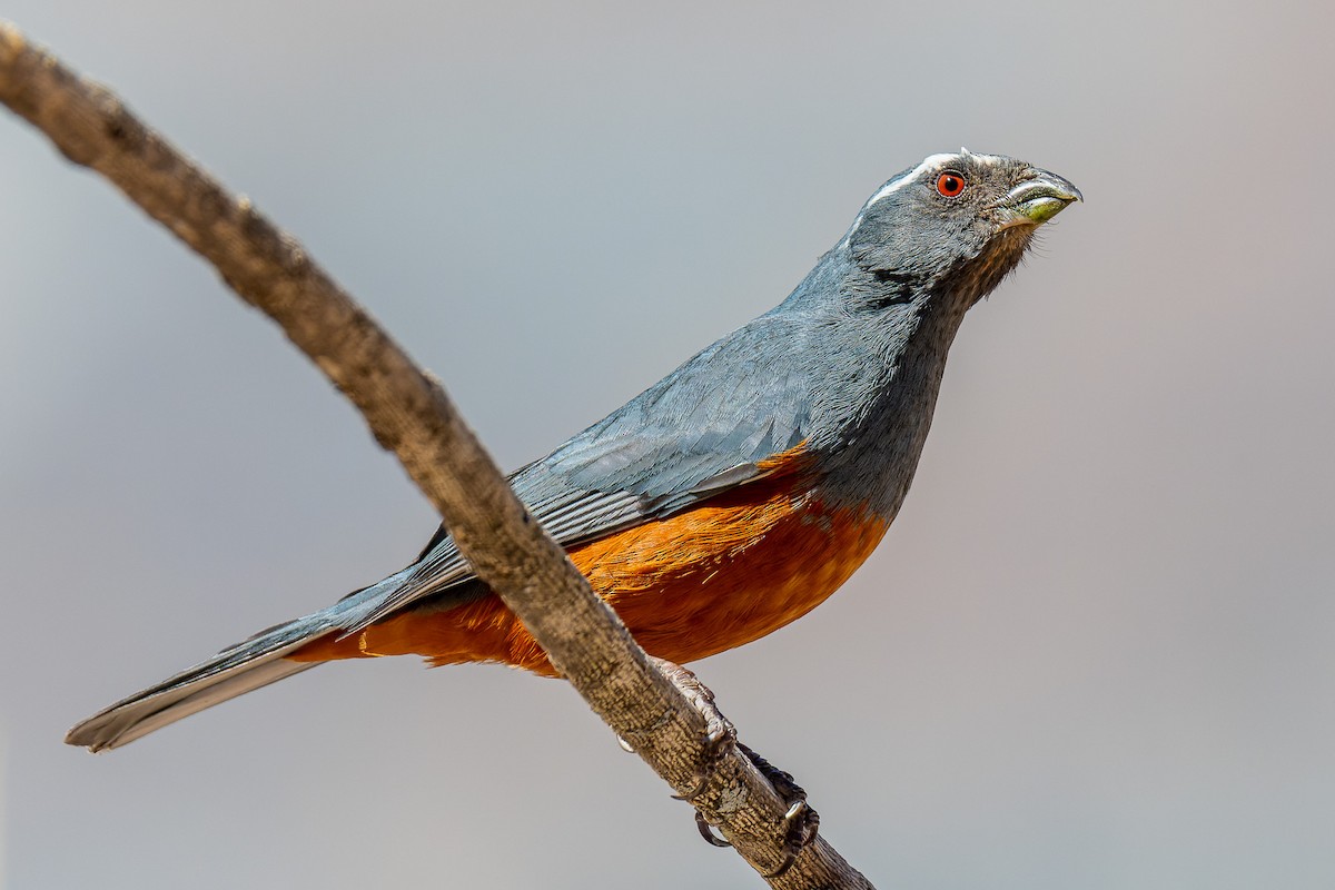 Rufous-bellied Mountain Tanager - Pablo Ramos