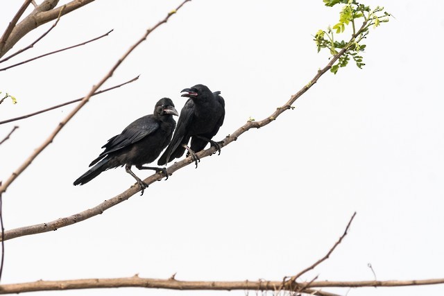 Large-billed Crow - Tom Backlund