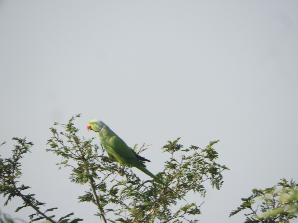 Yeşil Papağan - ML497219341