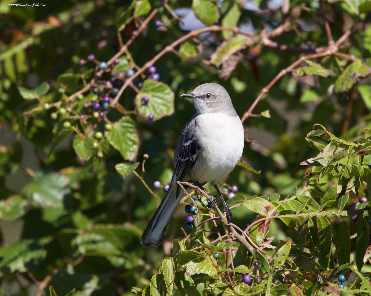 eBird Checklist 8 Oct 2022 Cape IslandHigbee Beach WMA 51 species