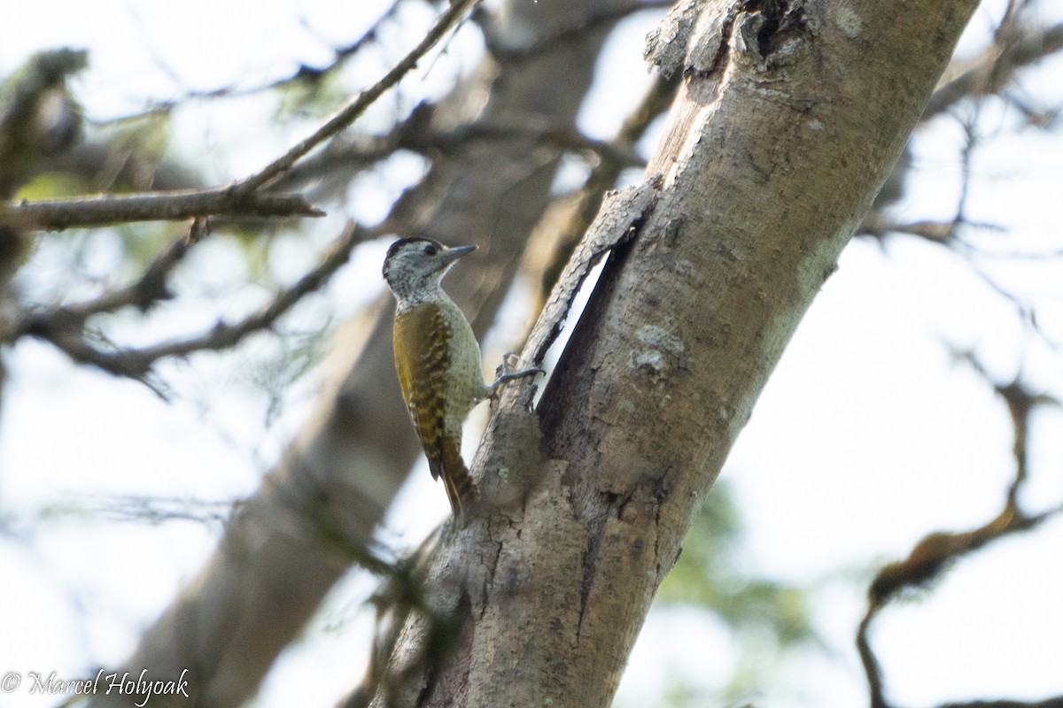 Speckle-breasted Woodpecker - ML497221721