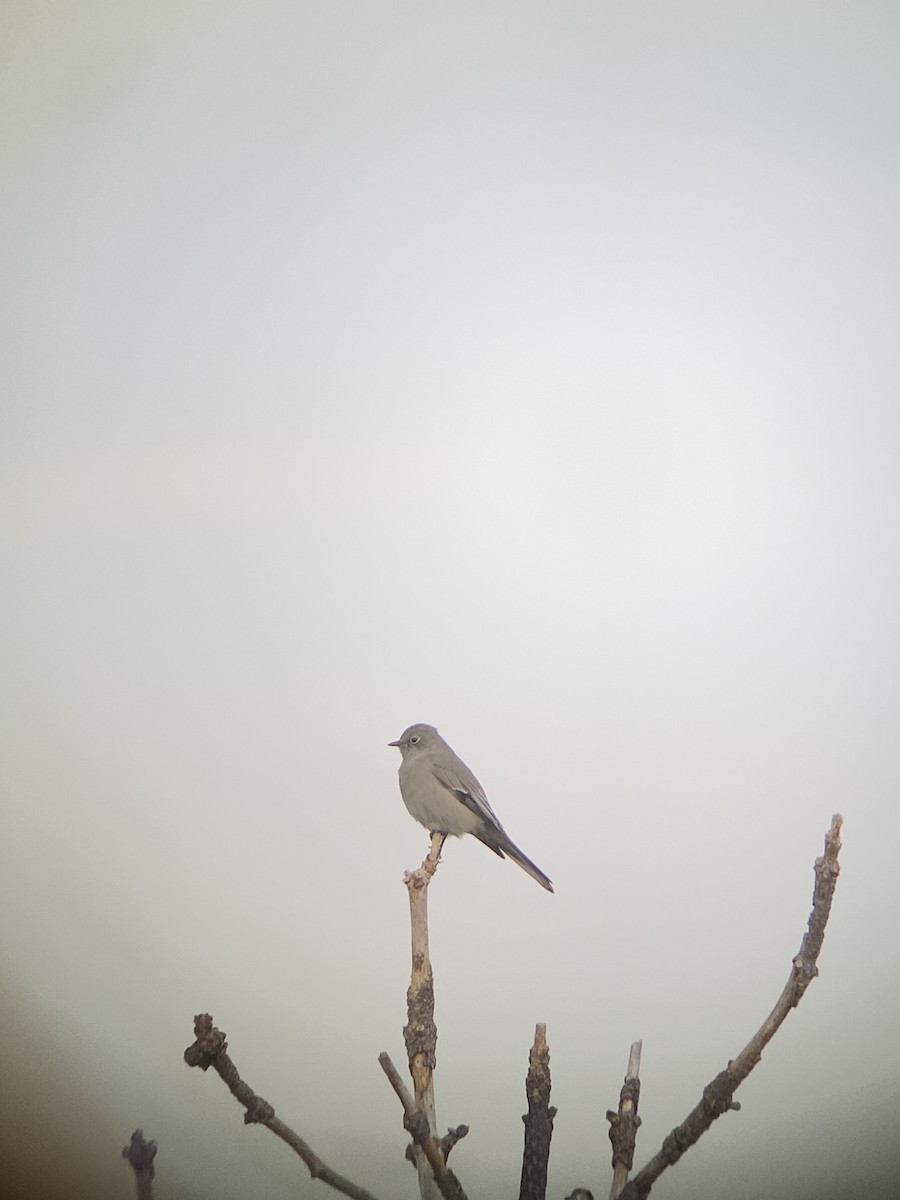 Townsend's Solitaire - ML497227541
