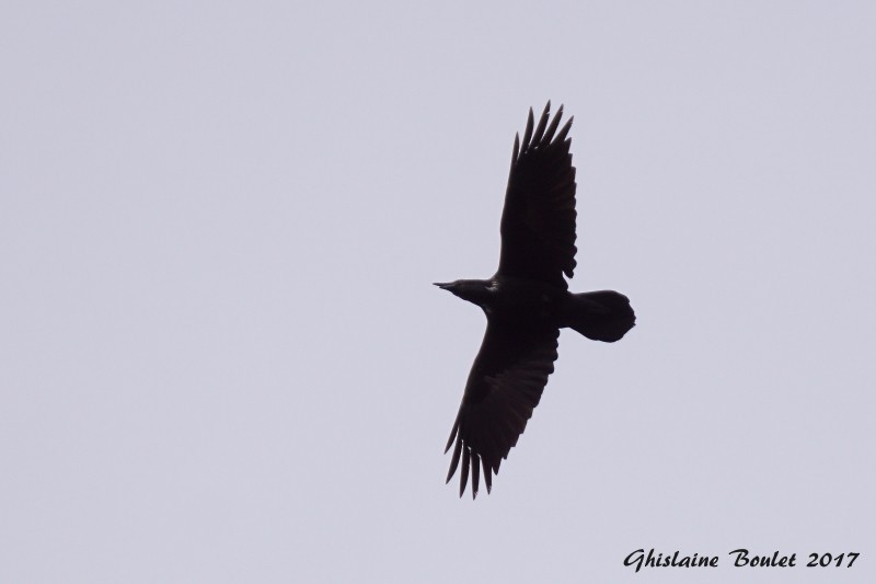 Common Raven - Réal Boulet 🦆