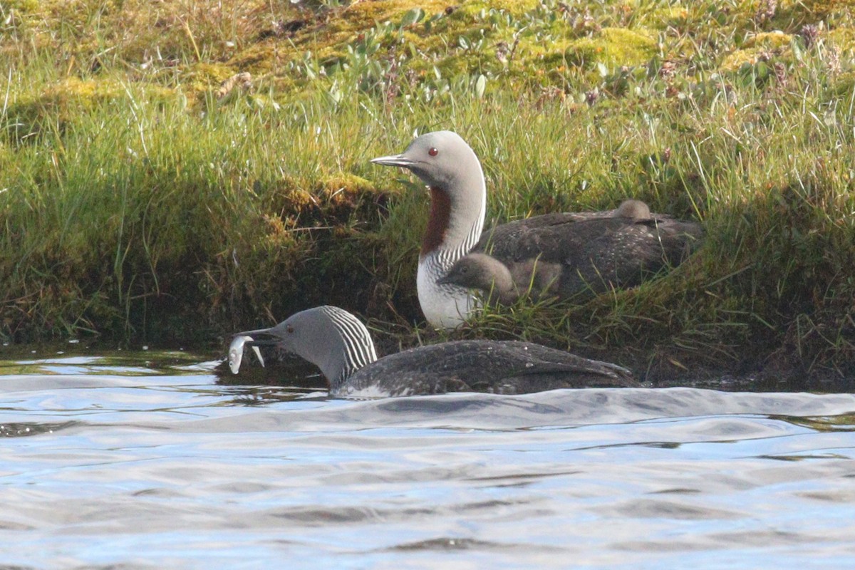 Red-throated Loon - ML497229901