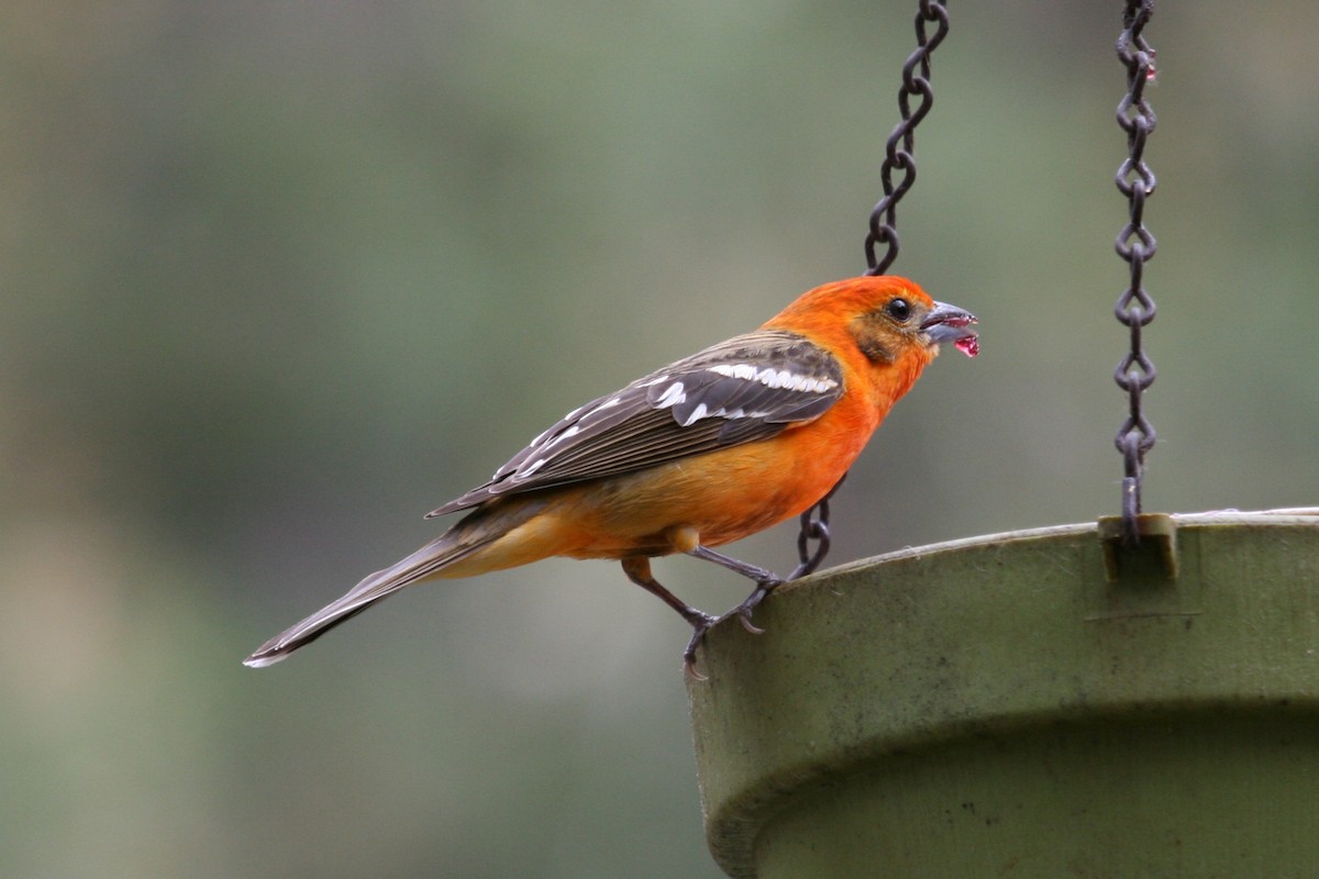 Flame-colored Tanager - ML497232921
