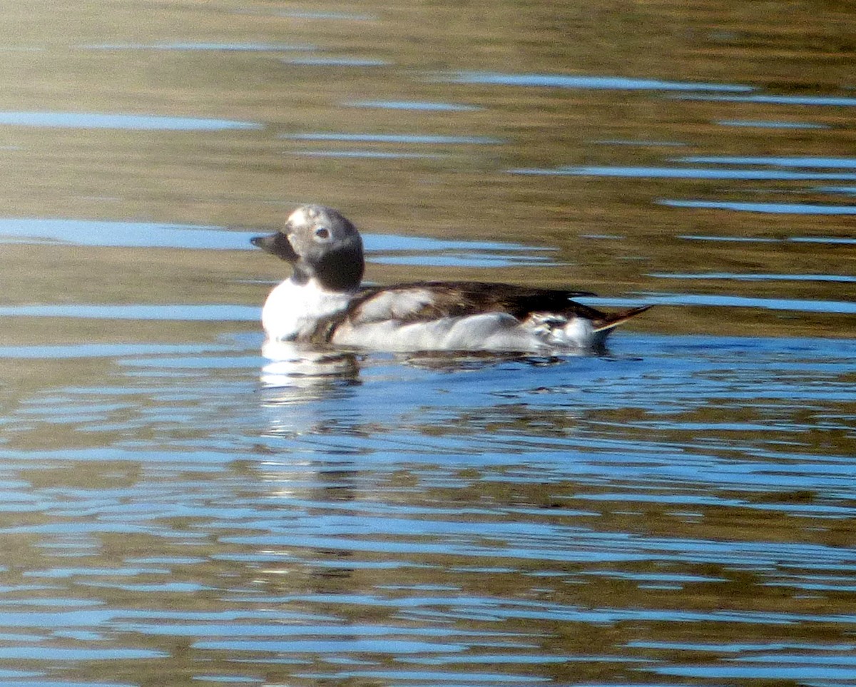 Long-tailed Duck - ML49723661