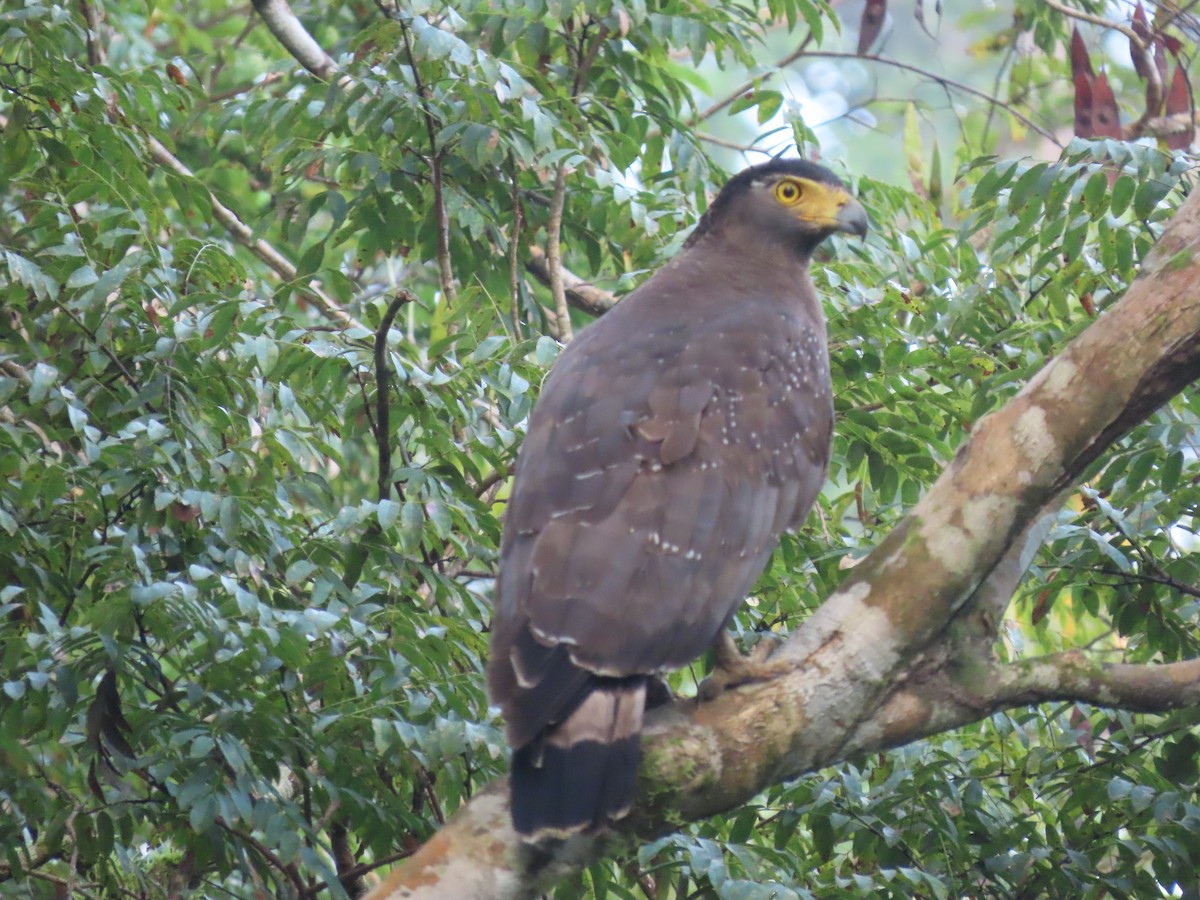 Crested Serpent-Eagle - ML497238211
