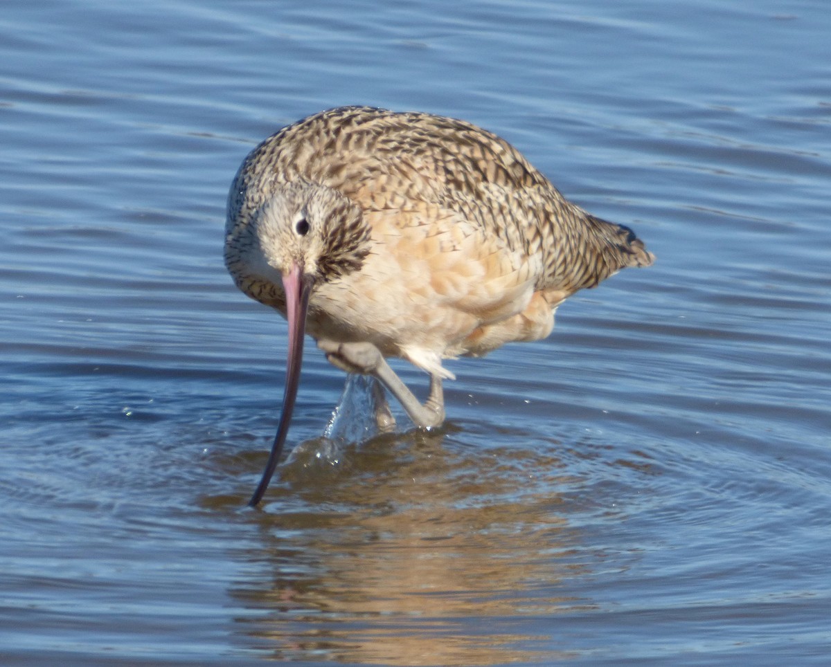 Long-billed Curlew - ML49723831