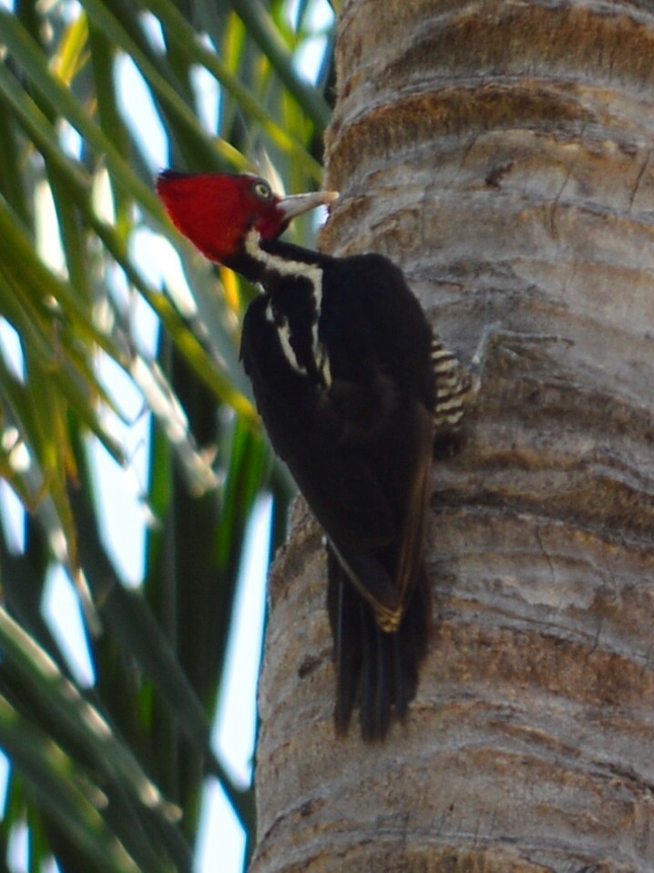 Pale-billed Woodpecker - ML497238791