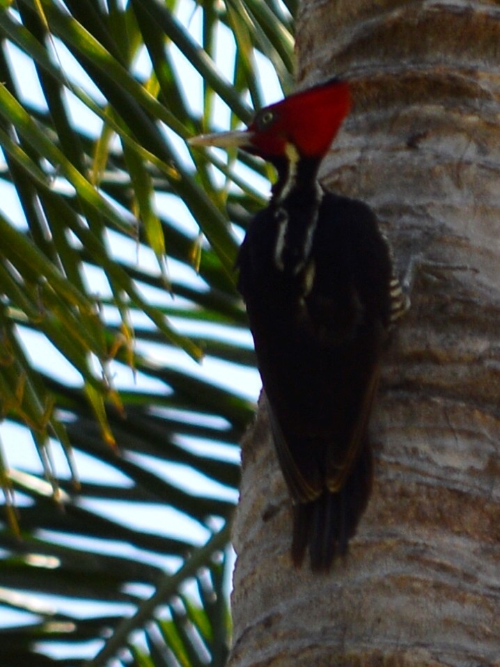 Pale-billed Woodpecker - ML497238801