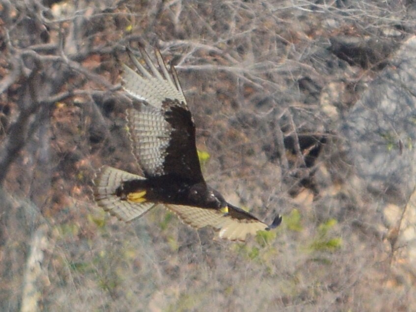 Zone-tailed Hawk - ML497238871