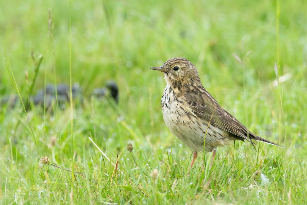 Meadow Pipit - David Irving
