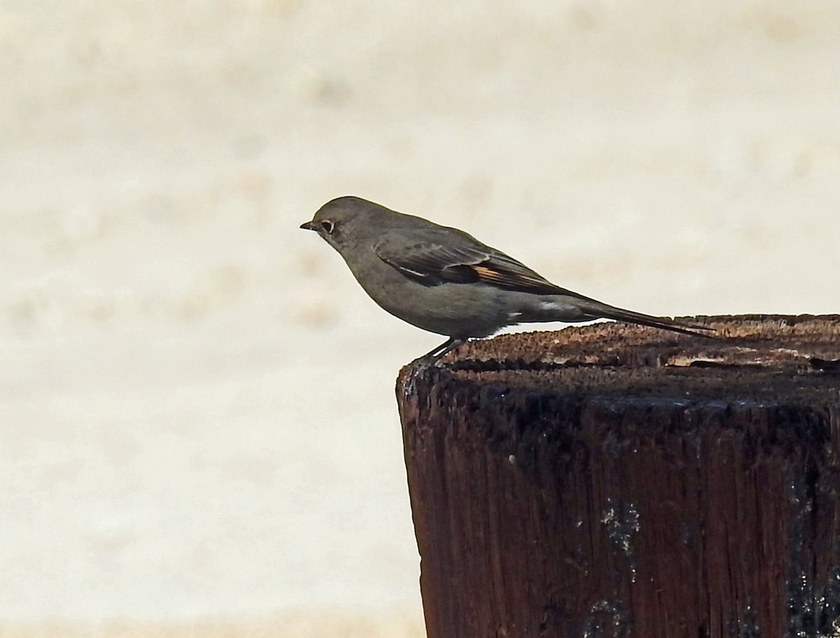 Townsend's Solitaire - Layton Pace