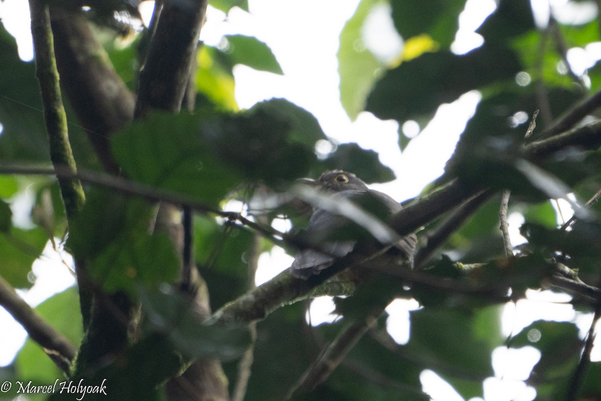 Dusky Long-tailed Cuckoo - ML497243681
