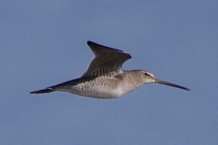 Long-billed Dowitcher - ML497243891
