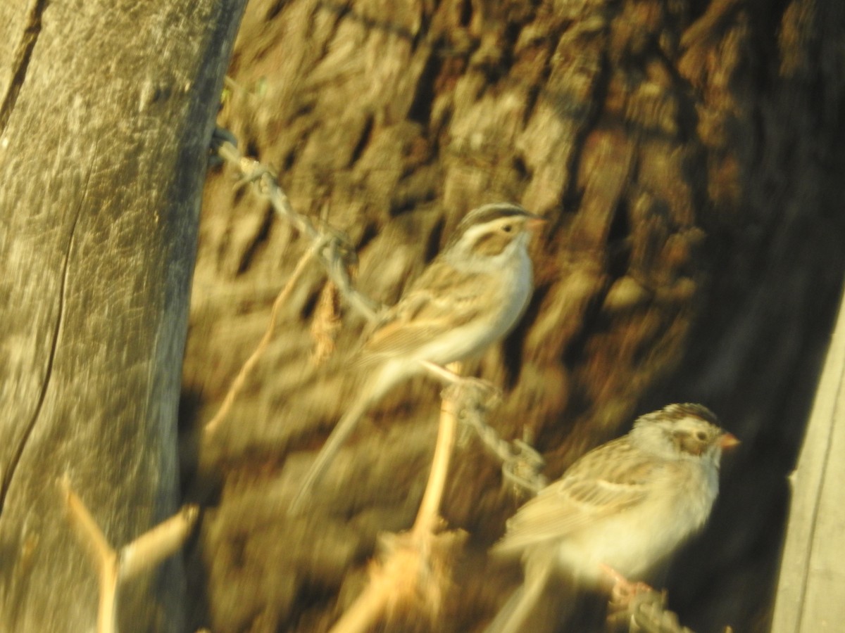 Clay-colored Sparrow - ML497244101