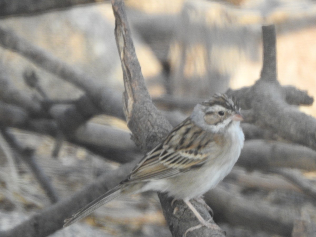 Clay-colored Sparrow - ML497244111