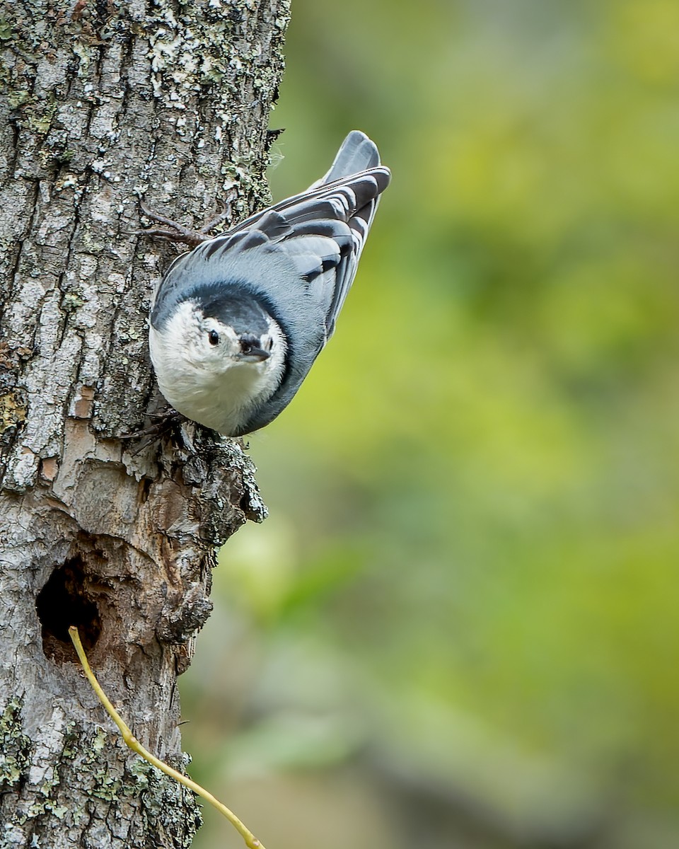 White-breasted Nuthatch - ML497244531