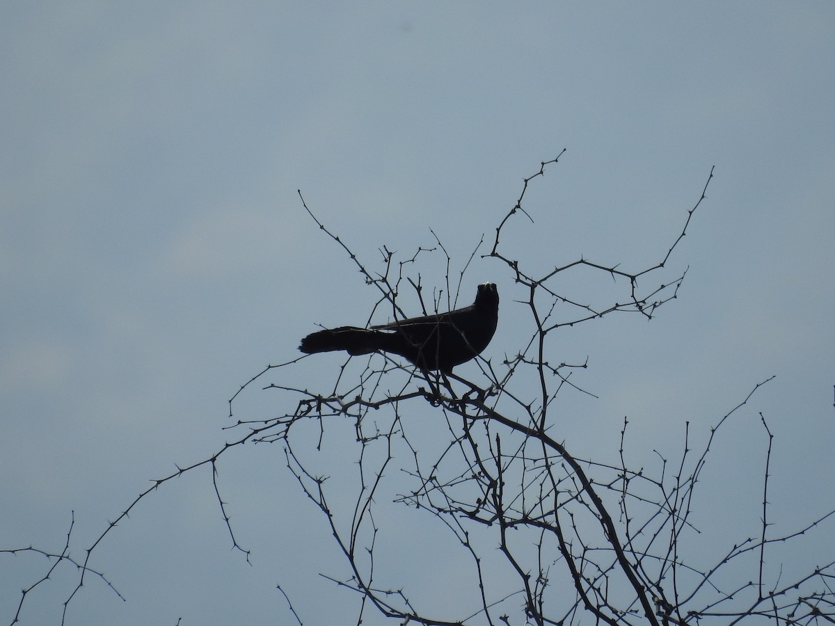 Great-tailed Grackle - ML497244741