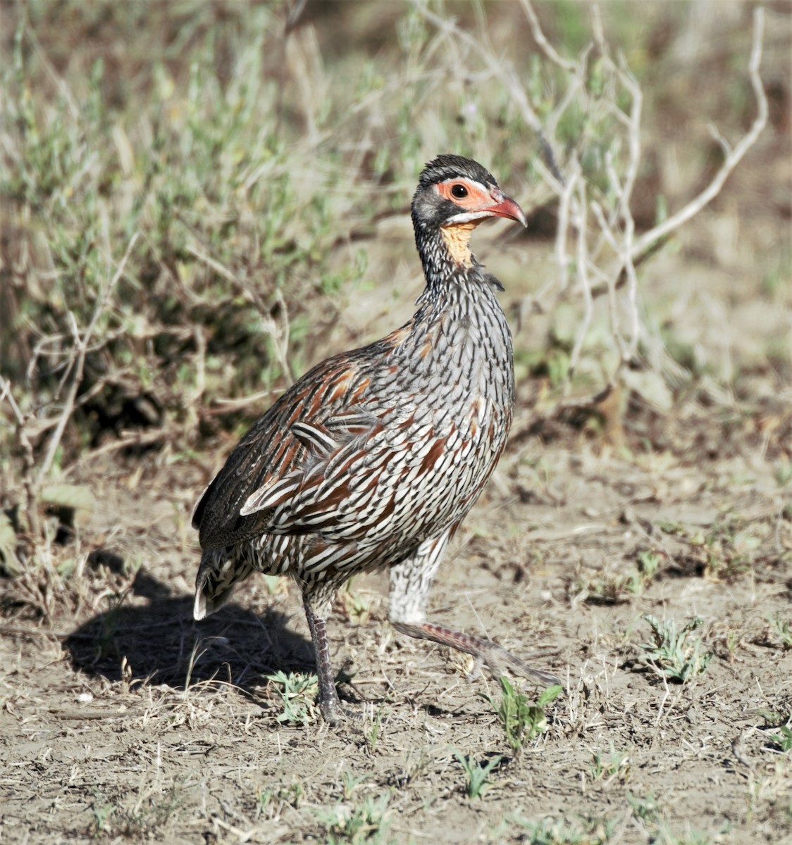 Red-necked Spurfowl - Sue Riffe